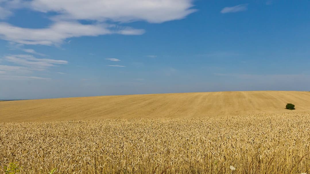 Аграрні ноти: фінансування під майбутній урожай