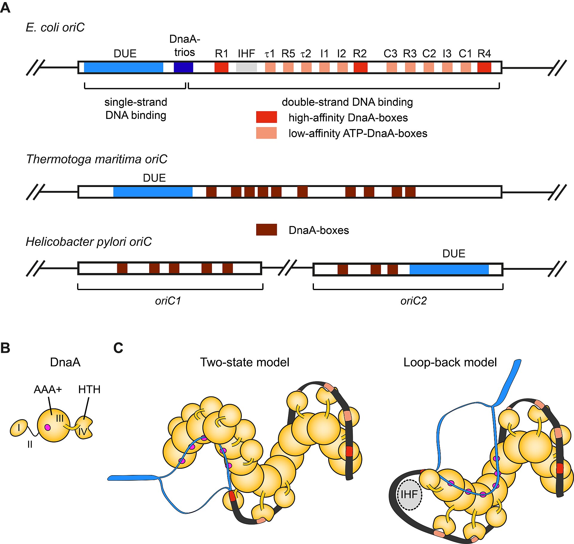 «Реплікація»: правильний правопис і відмінювання слова: File:Origins of DNA replication Figure 2.jpg