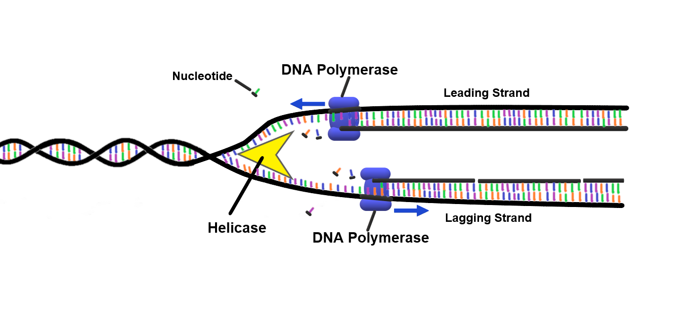 «Реплікація»: правильний правопис і відмінювання слова: File:DNA Polymerase DNA Replication.png
